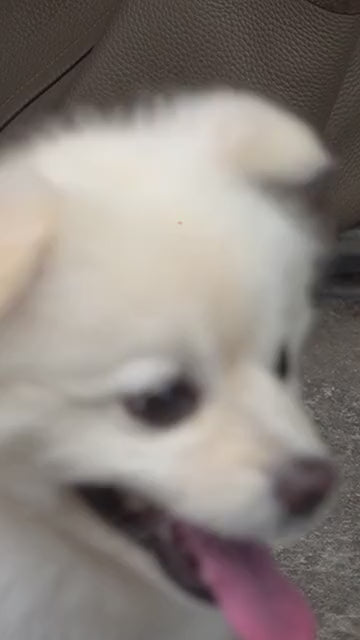 Alfombrilla refrescante para mascotas